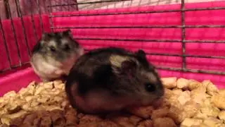 Джингарские хомячки ^_^