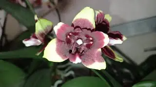 Что в июле цветёт💮 Удался ли эксперимент с цитокининовой пастой?
