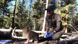 Snowshoe Hare Releases