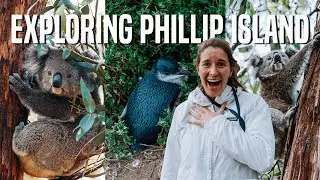 PHILLIP ISLAND PENGUIN PARADE | Exploring Phillip Island, Australia