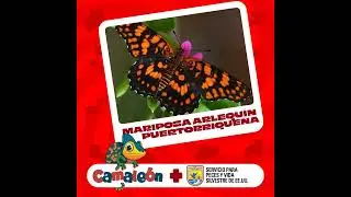 Mariposa Arlequín: Colores y Misterios de Puerto Rico