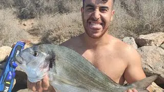 Dorada 2,500 Veraniega en Almería