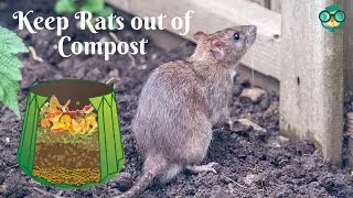 How to Keep Rats out of Compost? How to Keep Rats Out of Compost Pile?