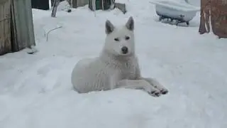 Белая Лайка на снегу.