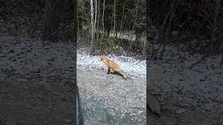 Дикакя лиса просит еды