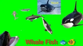 Whale fish green screen no copyright video 