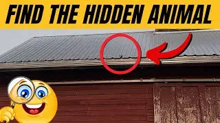 Can You FIND the Hidden Animal in Record Time?
