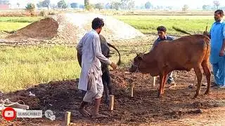 Cow Mating in My Village || Strong Bull Cow Crossing
