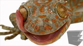Modern Reptile Tribute Two: Gekko Gecko / Tokay Gecko - Lizard