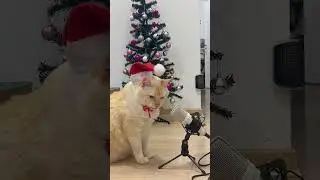 GATOXINHA CANTANDO JINGLE BELLS #gatoxinha #gatos #natal