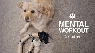 THE SCARF SNAKE - DIY Mental Workout for Dogs