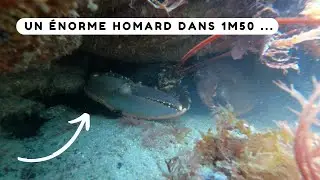 Un énorme homard dans 1m50 de fond - Chasse sous marine Bretagne sud