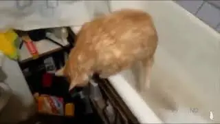 Cat hops in bath tub🤣☠️