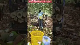 Quick Harvest of bamboo shoots, a cut into fresh and tender, simple and delicious。快速收穫竹筍，一削變鮮嫩，簡單又美味
