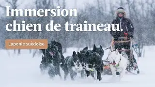 Immersion chien de traineau : Au pays des aurores boréales