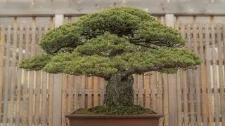 The Atomic Tree