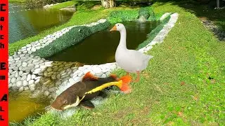 My PET FISH ESCAPED With a GOOSE!