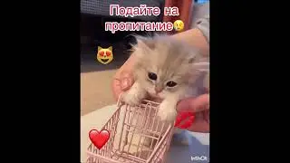 Коты приколы))) Подборка) Кошки и котята играют)))💋💋
