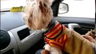 Шарик песенки поёт