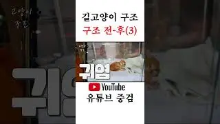 죽어가는 고양이를 구조!!(3) #구조냥 #구조묘 #간택