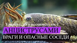 Узнайте, кто несовместим с анциструсами: аквариумные "ВРАГИ" и ОПАСНЫЕ СОСЕДИ!