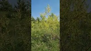 Бабочки повесились #shorts