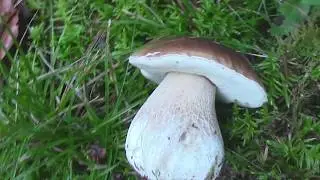Funghi porcini prelibatezza del bosco.