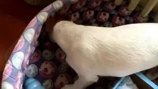 Comic Dog: j'enterre la tortue de ma première happybox SANS TERRE & je montre mon "assis-couché"