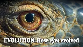 EVOLUTION - How eyes evolved - Full Documentary