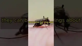 Mosquitoes are fascinatingly efficient flyers #mosquito