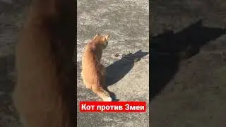 Кот против змеи