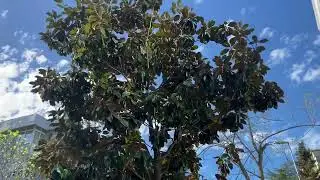 İstanbul’da leylak kokuları, portakal ağaçları ve kuş sesleri ile dolu bir sokak😍lilacs,orange tree