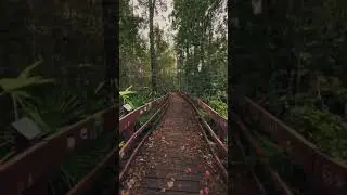 Why is there a forest inside this school?