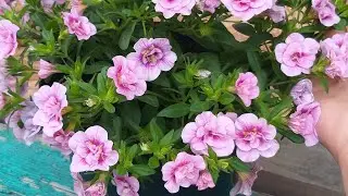 ☔Уральский сад 17.07.23г.Часть2 !!!