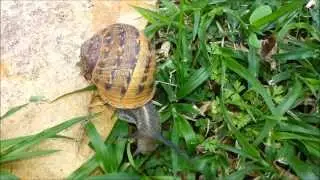 שבלול הגינה - Helix aspersa - Cornu aspersum