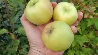 СОРТ ЯБЛОНИ ЛУКОМОР