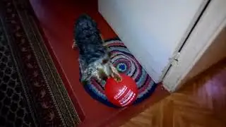 Дружок и шарик