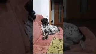 курящий пёс - горе семье...