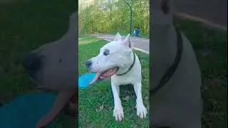#Котя играет #games #kotya #amstaff #pitbull