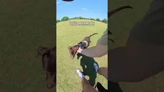 Stopping another dog from interacting with us.