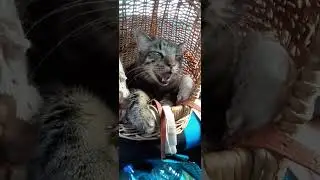 КОТ ТИМОША в автобусе