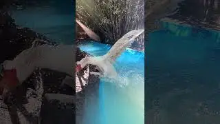 Quick! get out of the water!