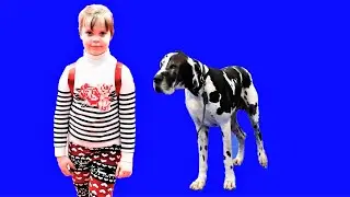 Дог - дрессированная собака / Лизушкины питомцы