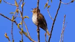 Singing Song Thrush 2023