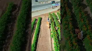 #video #shortvideo #nature