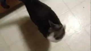 Teasing my fat kitty with some tuna