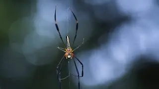[FREE]  🕸🕷 Extreme Trap Racing Music by Alex-Productions ( No Copyright Music )  🕸🕷