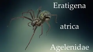 Common house spider - Eratigena Atrica * Male | Molting