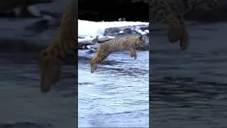 A Bobcat Flying Majestically Through the Air #wildlife #cats #amazinganimals