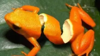 montagens com animais ..fotos engraçadas